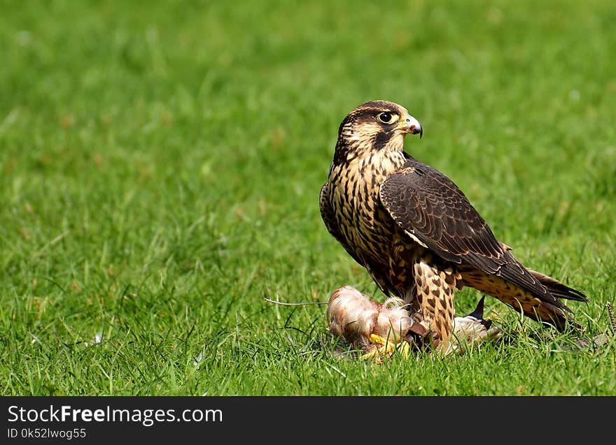 Bird, Ecosystem, Fauna, Bird Of Prey