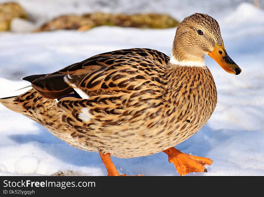 Bird, Duck, Mallard, Ducks Geese And Swans