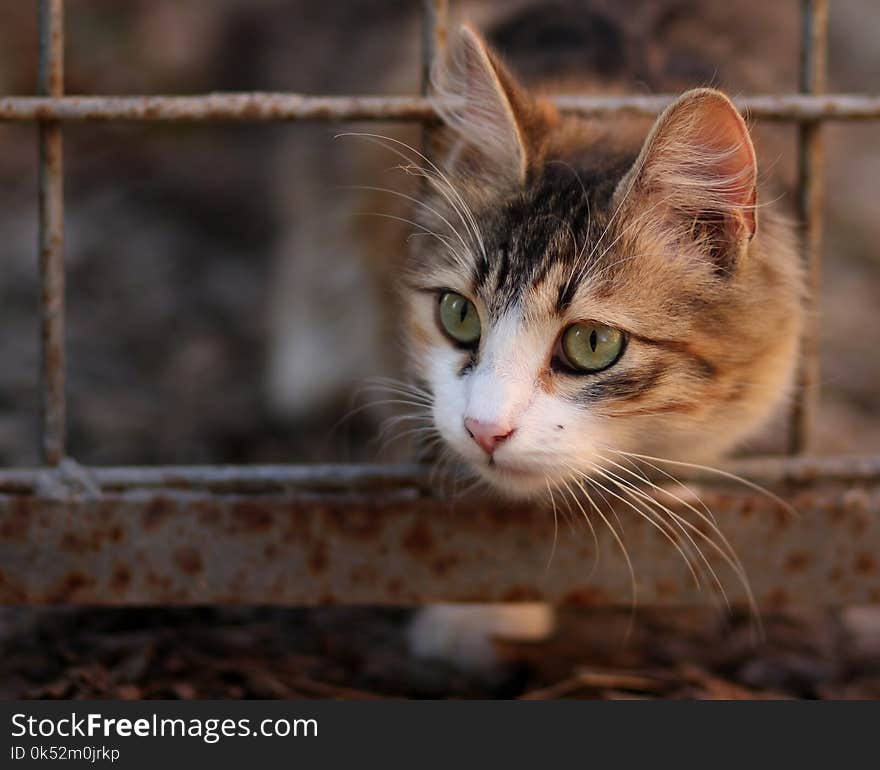 Cat, Whiskers, Fauna, Small To Medium Sized Cats