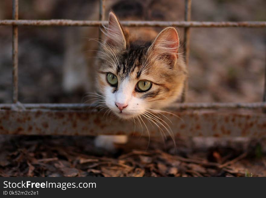 Cat, Whiskers, Fauna, Small To Medium Sized Cats