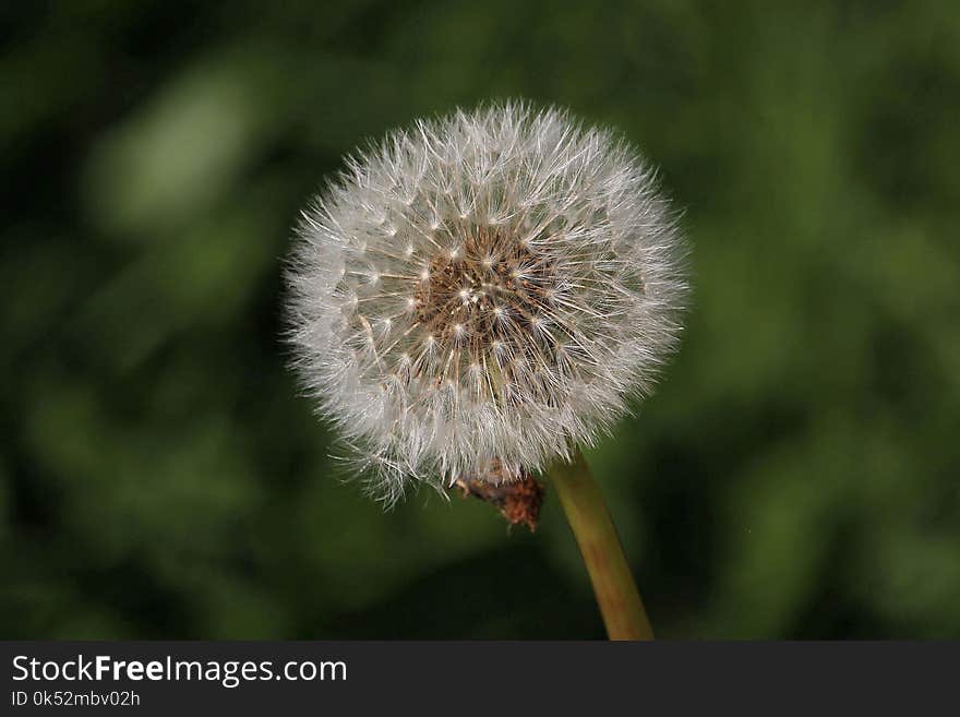 Flower, Flora, Dandelion, Plant