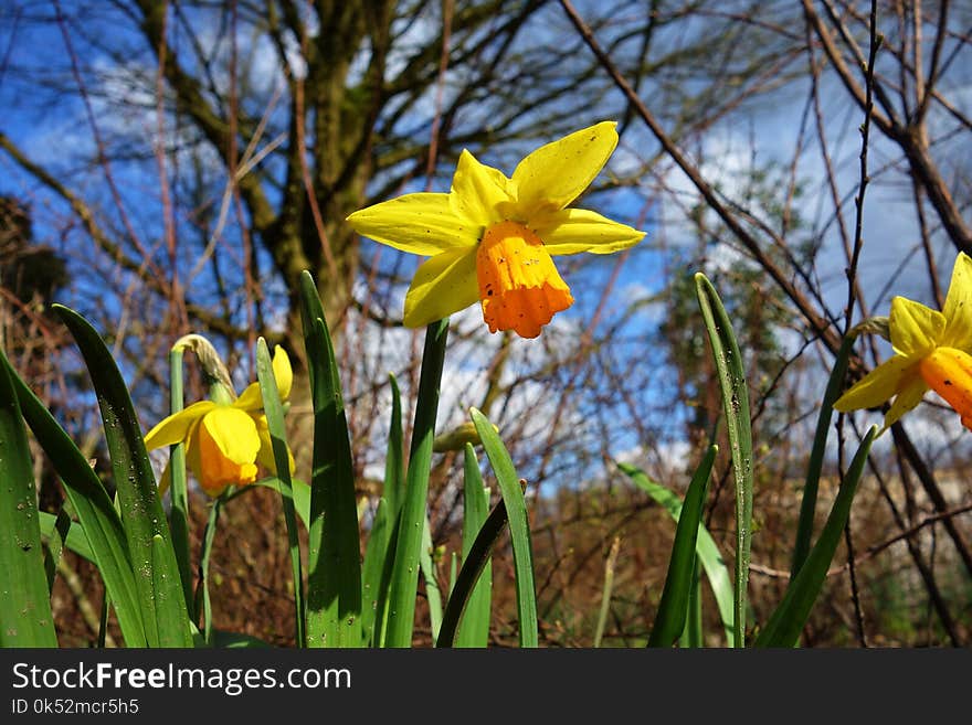 Flower, Plant, Flowering Plant, Flora