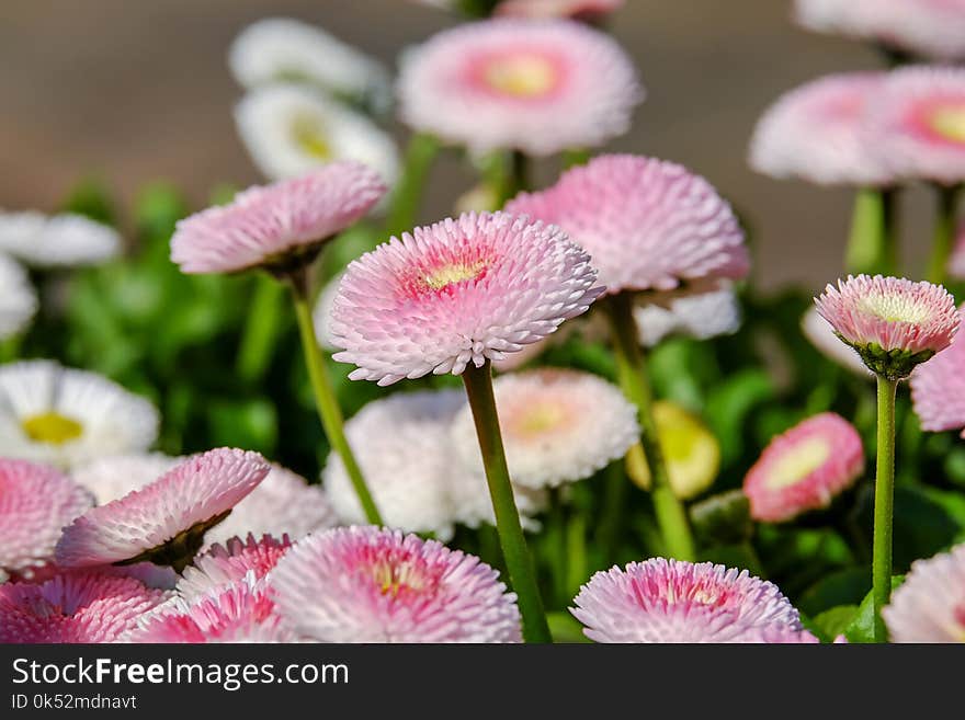 Flower, Pink, Daisy, Flowering Plant