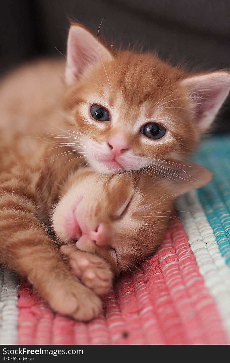 Cat, Skin, Whiskers, Small To Medium Sized Cats