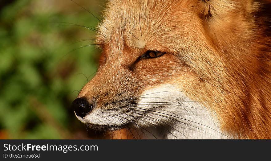 Fox, Wildlife, Red Fox, Mammal