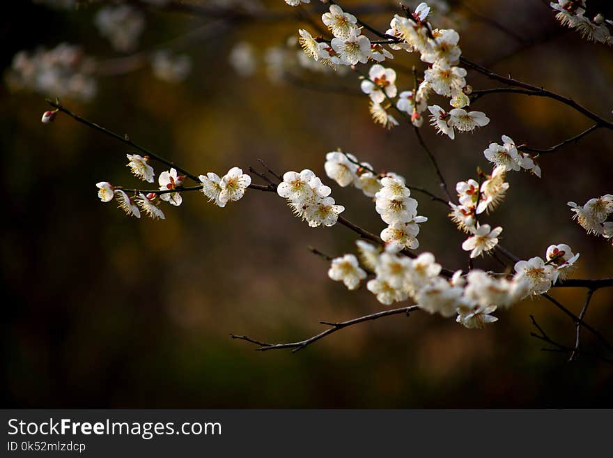 Blossom, Branch, Flower, Spring