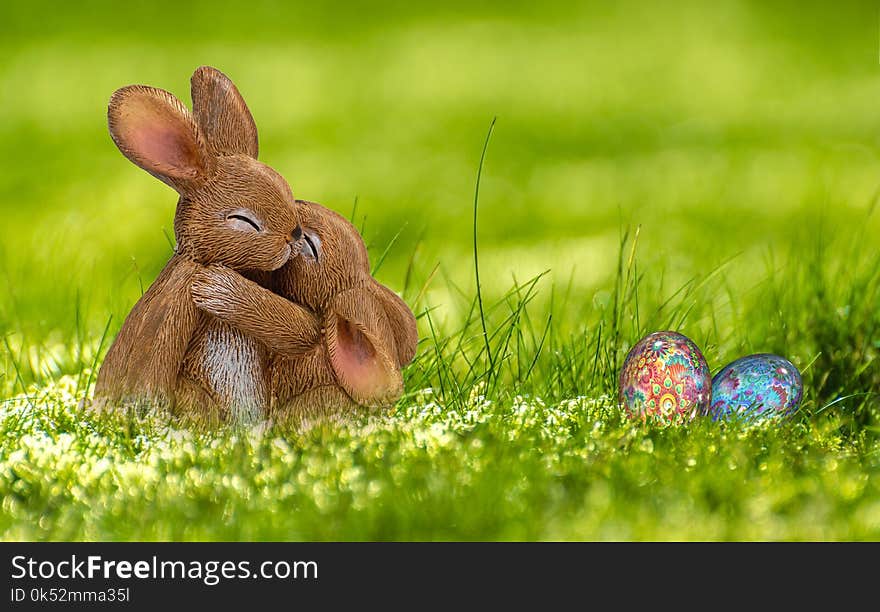 Grass, Fauna, Domestic Rabbit, Rabbit