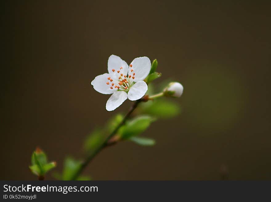 Flower, Blossom, Flora, Spring