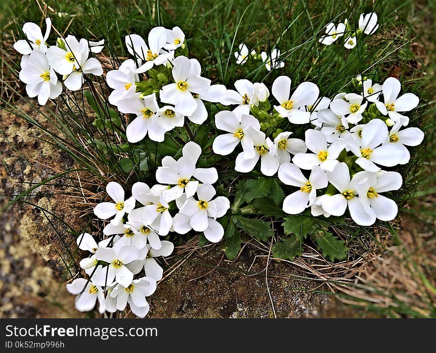 Flower, Plant, Flora, Flowering Plant