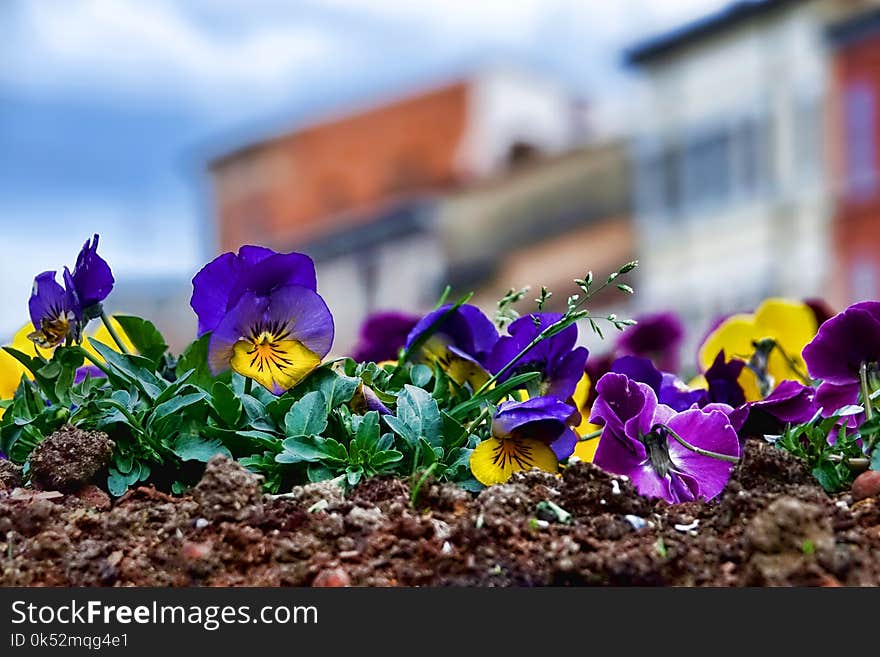 Flower, Plant, Flowering Plant, Spring