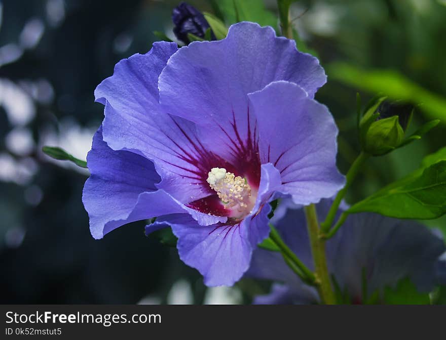 Flower, Plant, Flora, Hibiscus