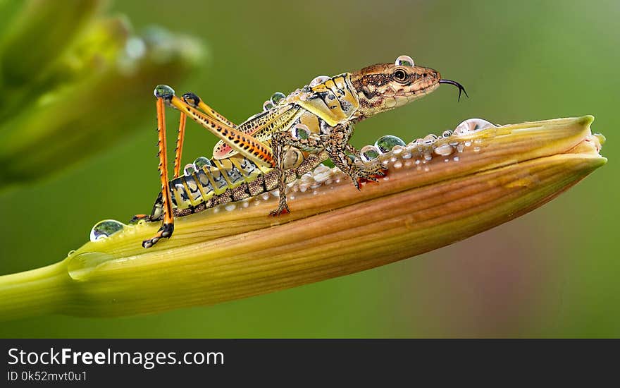 Insect, Macro Photography, Close Up, Invertebrate