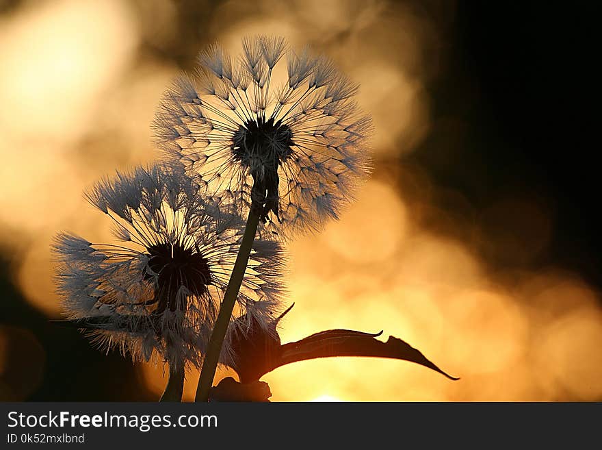 Flower, Nature, Flora, Sky