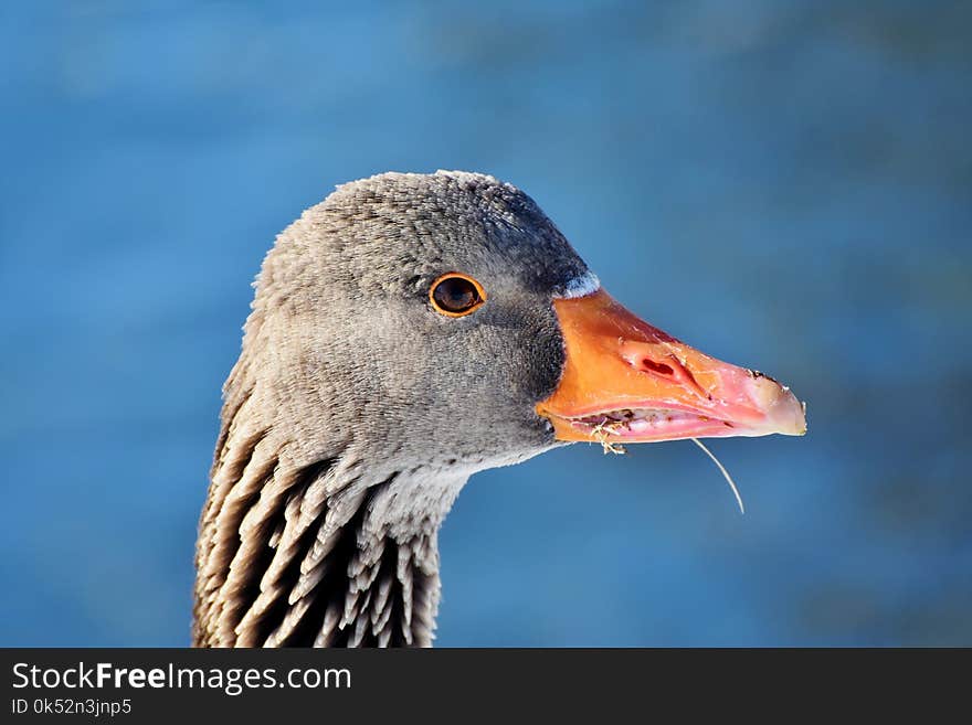 Beak, Bird, Water Bird, Fauna