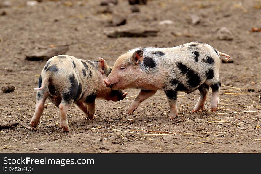 Pig Like Mammal, Pig, Domestic Pig, Snout