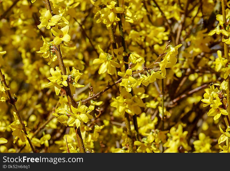 Yellow, Flora, Plant, Flower