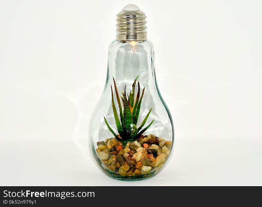 Glass Bottle, Bottle, Plant, Flowerpot