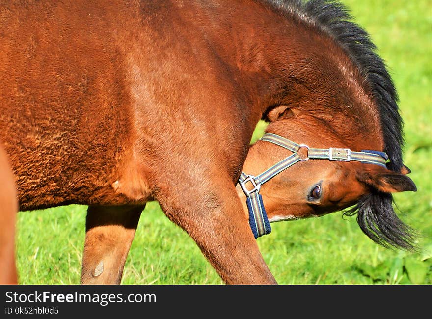 Horse, Bridle, Halter, Mane