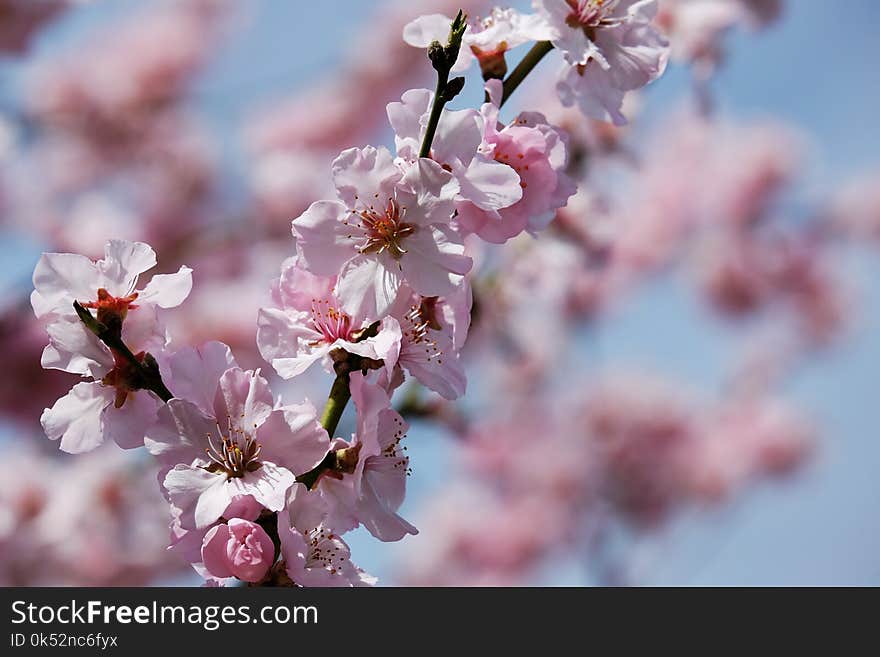 Blossom, Pink, Spring, Branch