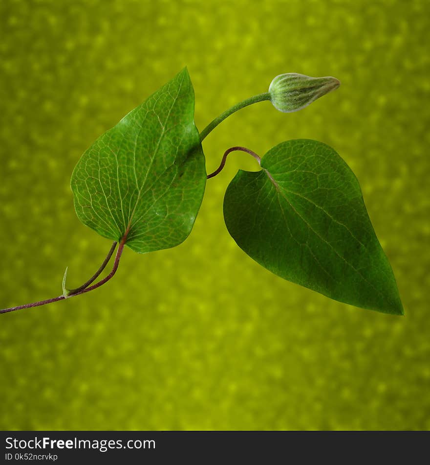 Leaf, Plant, Plant Stem, Macro Photography