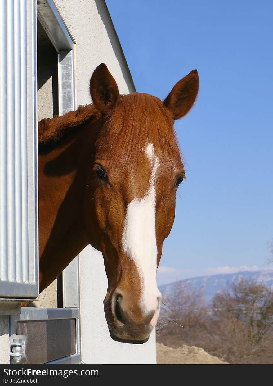 Horse, Horse Like Mammal, Mane, Bridle