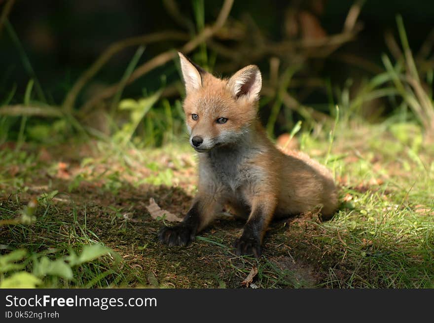 Fox, Wildlife, Red Fox, Fauna