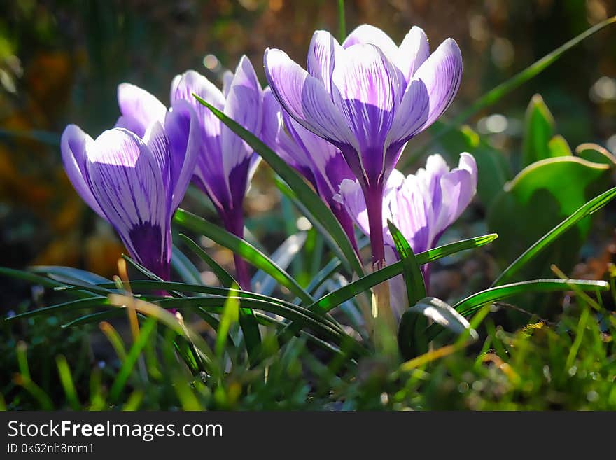 Flower, Plant, Crocus, Flora