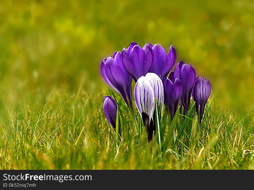 Flower, Plant, Crocus, Flora