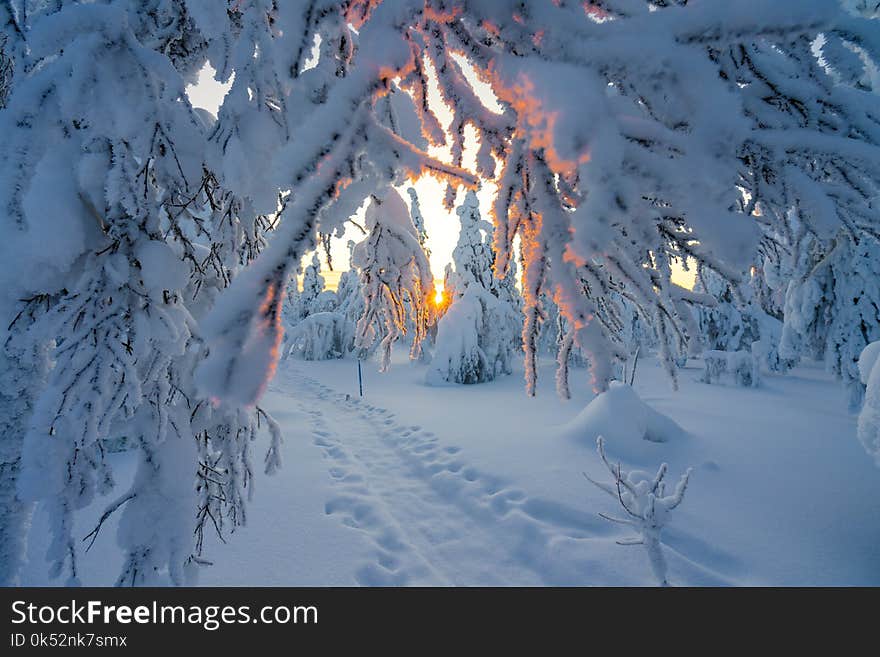 Winter, Snow, Frost, Freezing