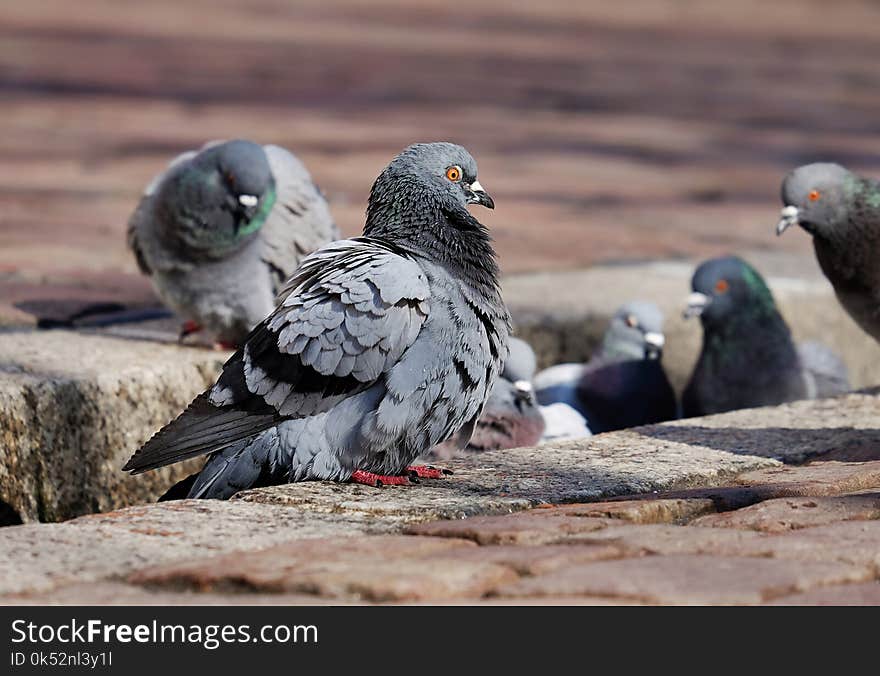 Pigeons And Doves, Bird, Fauna, Beak