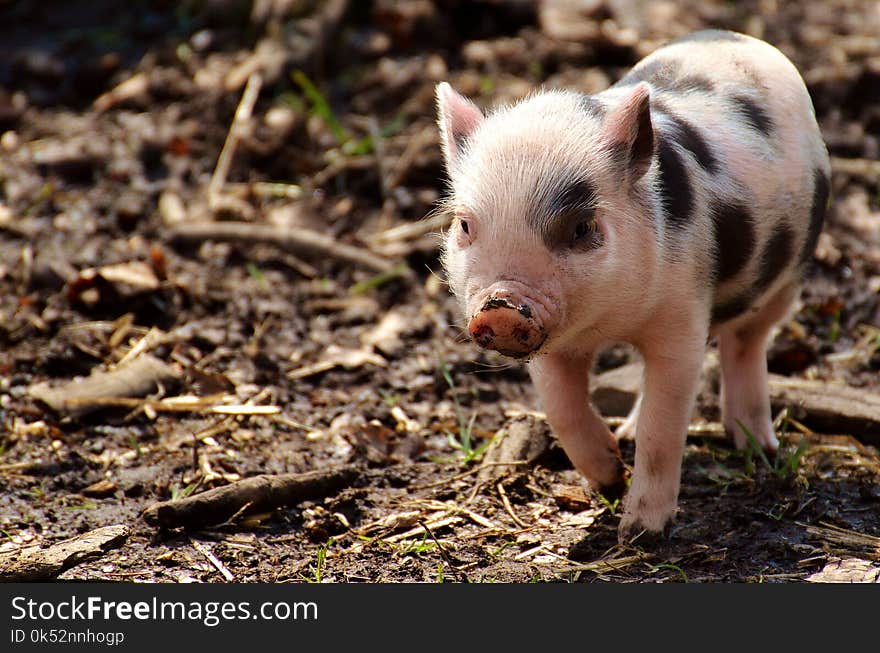 Pig Like Mammal, Pig, Domestic Pig, Mammal