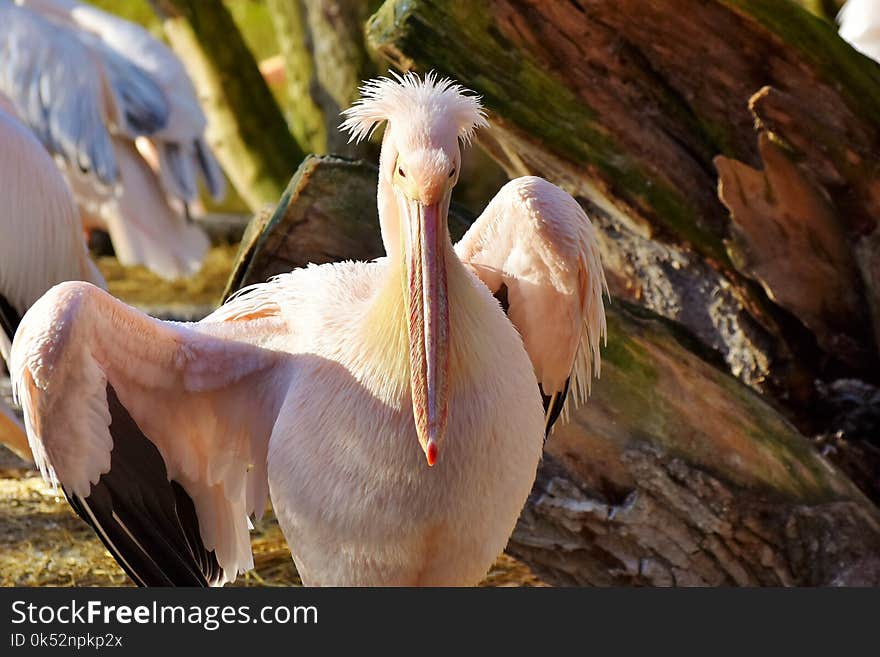 Pelican, Beak, Bird, Fauna