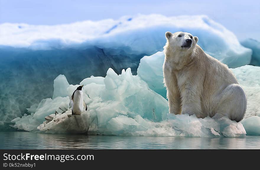 Polar Bear, Bear, Arctic Ocean, Arctic