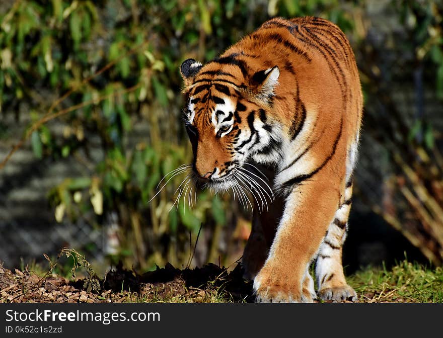 Tiger, Wildlife, Terrestrial Animal, Mammal