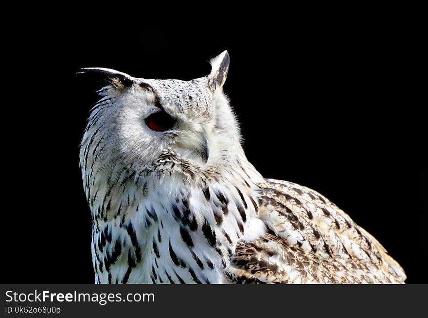 Owl, Bird Of Prey, Bird, Beak