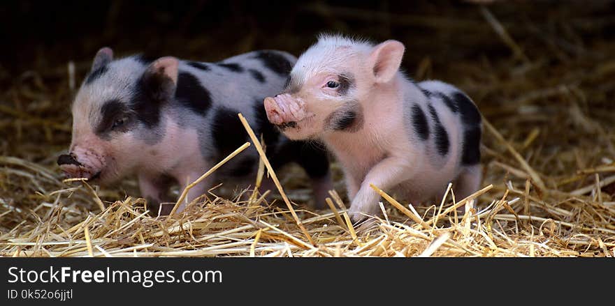 Pig Like Mammal, Domestic Pig, Pig, Fauna