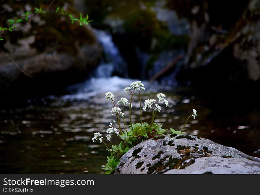 Water, Nature, Stream, Watercourse