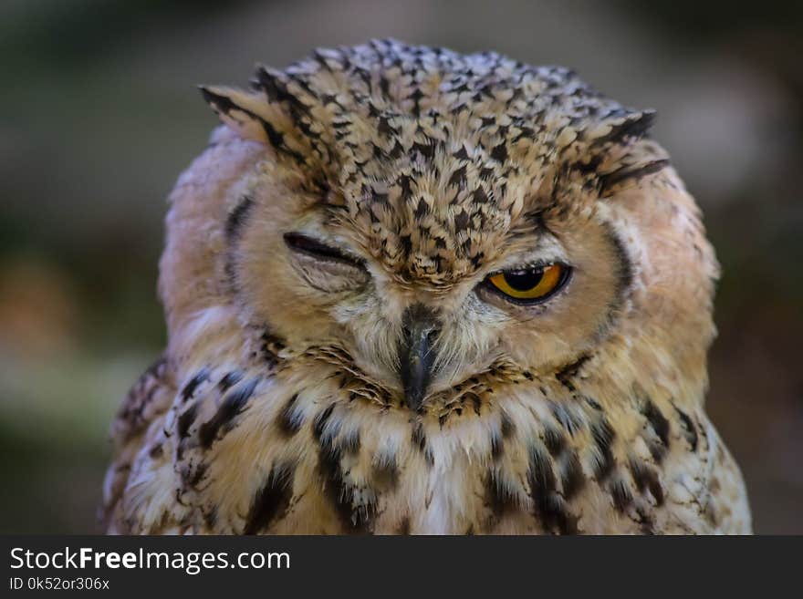 Owl, Beak, Bird Of Prey, Bird