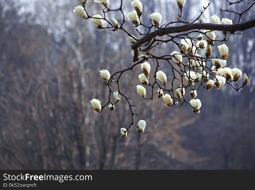 Branch, Spring, Flora, Blossom