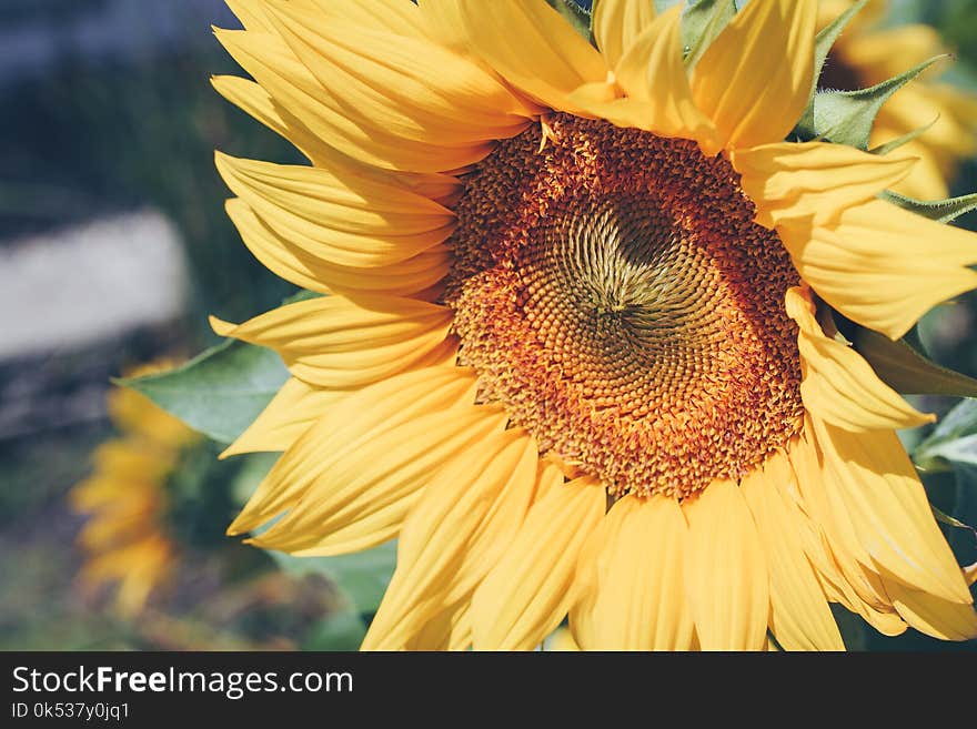 Selective Focus Photography of Sunflower