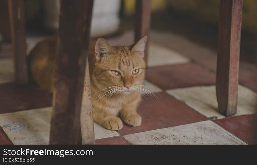 Photo of Orange Tabby Cat Under Chair