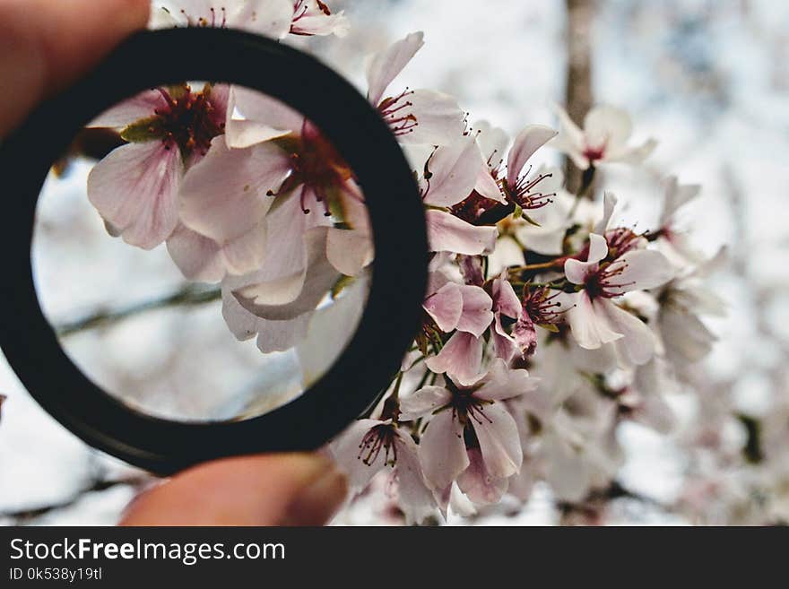 Black Ring in Front of White Orchid Selective Focus Photography