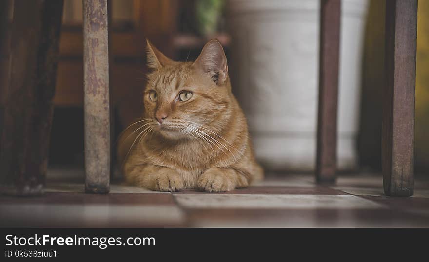 Photo of Orange Tabby Cat