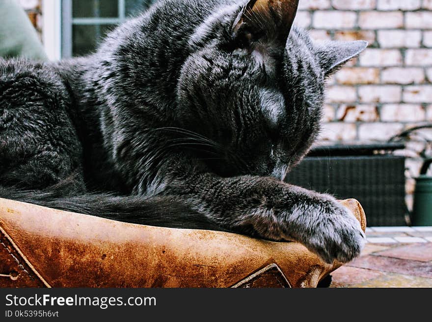 Photo of Black Cat on Brown Pad