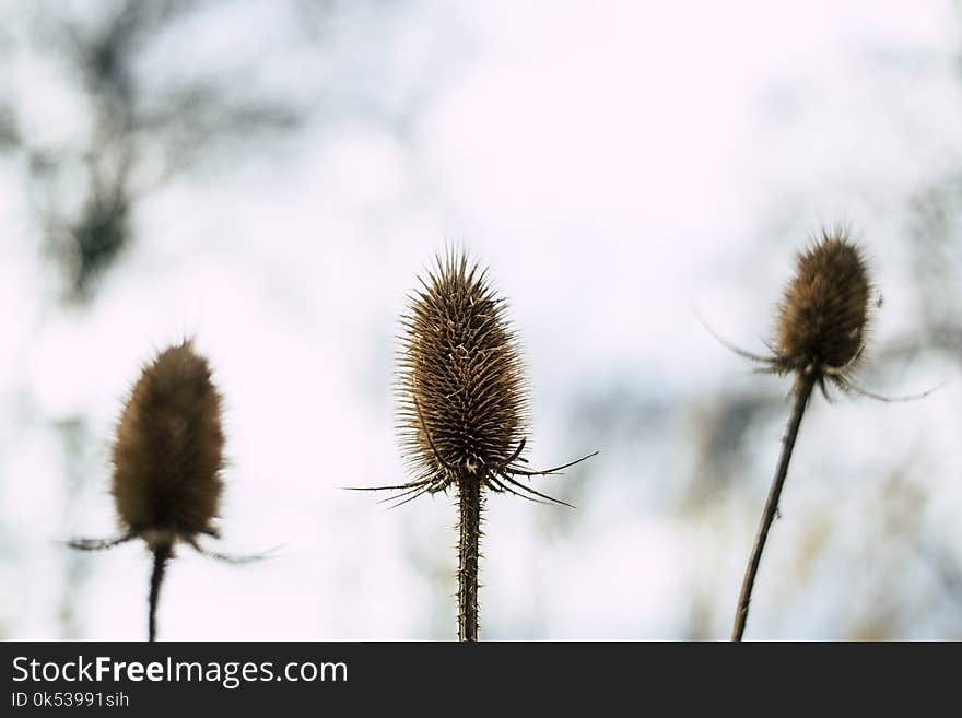 Selective Focus Photography of Three Beige Flowers