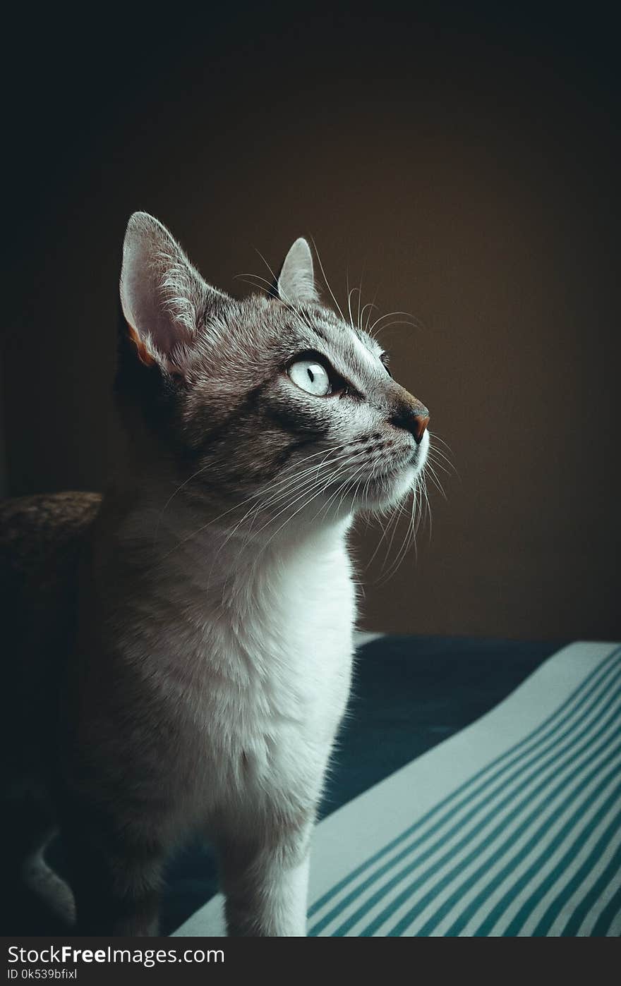 Close-up Photography of Cat