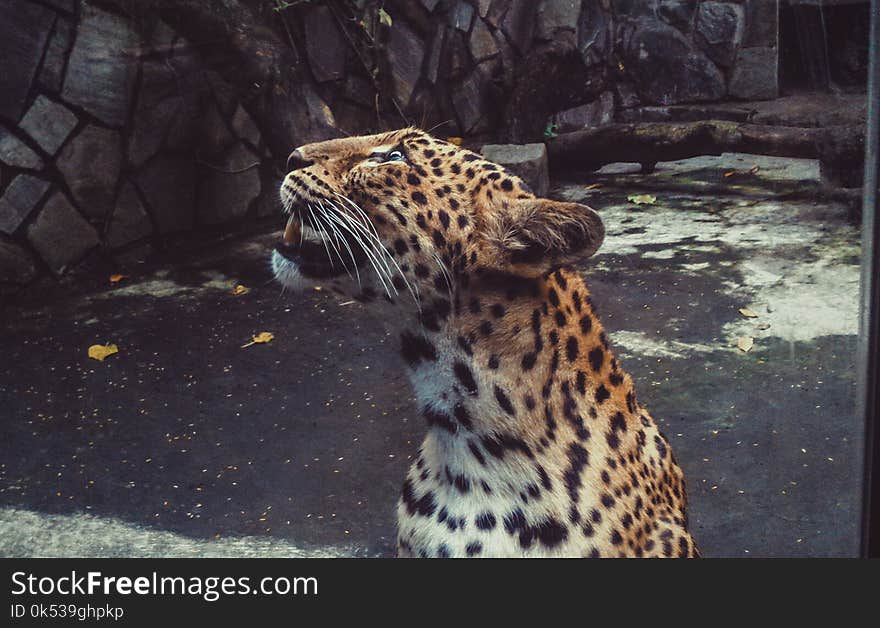 Shallow Focus Photography Leopard