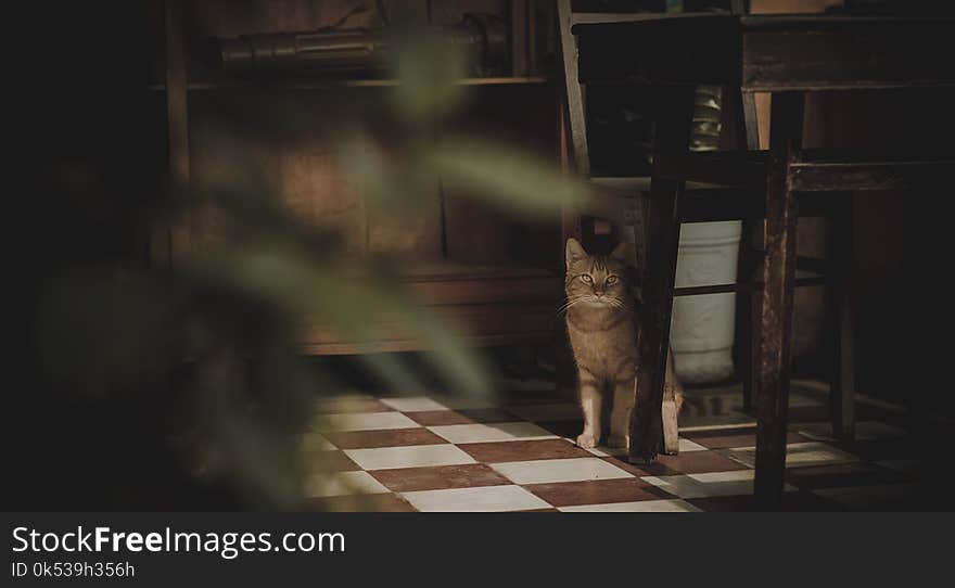 Photography of Cat Near Chair