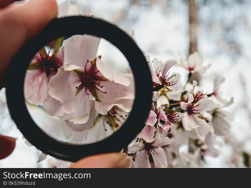 Pink Floral Selective Focus Photography