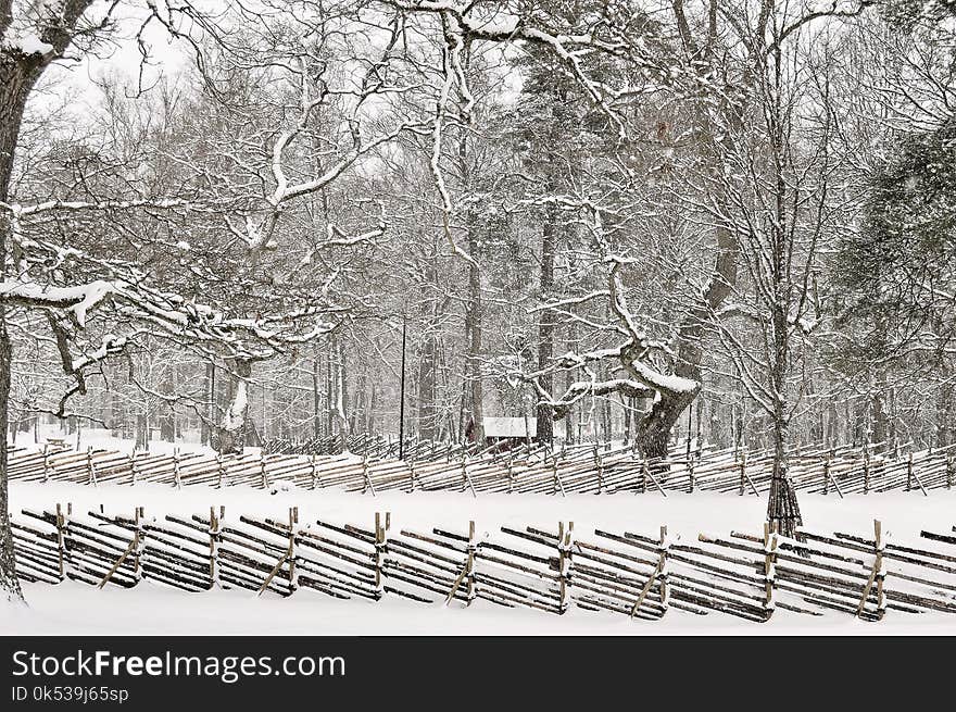 Snow Covered Forest